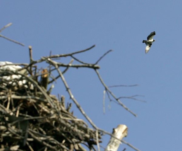 Osprey Banding